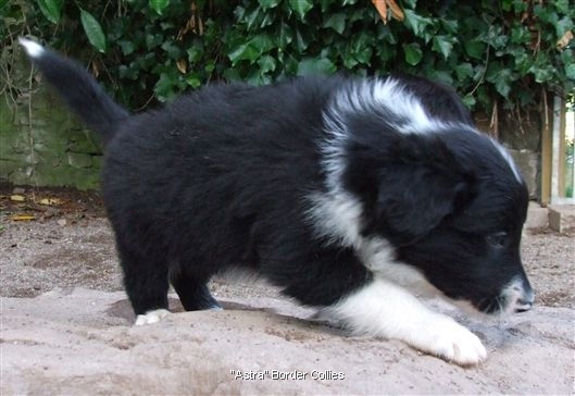 Click for large image