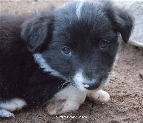 Click for large image