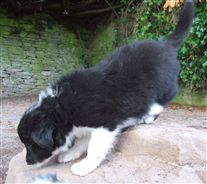 Click for large image