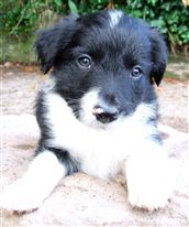 Click for large image