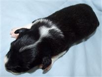 Click for large image