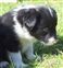 Puppy no 4 - Astra Hawk x Astra Jet litter 2010