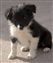 Puppy no 4 - Astra Hawk x Astra Jet litter 2010