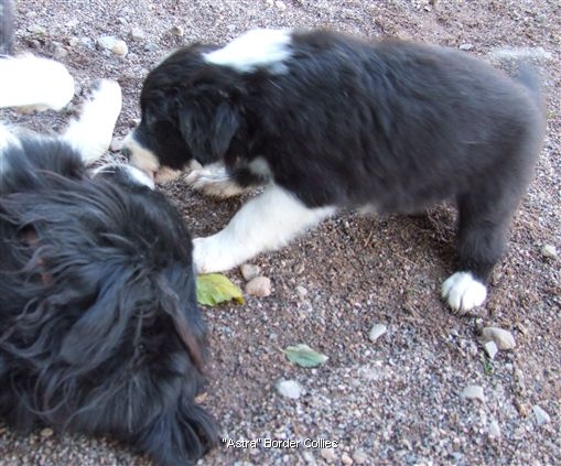 Click for large image