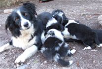 Click for large image