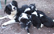 Click for large image