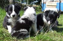 Click for large image