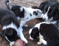 Click for large image