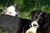 Click for large image