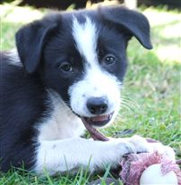 Click for large image