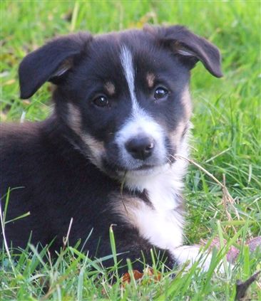 Click for large image