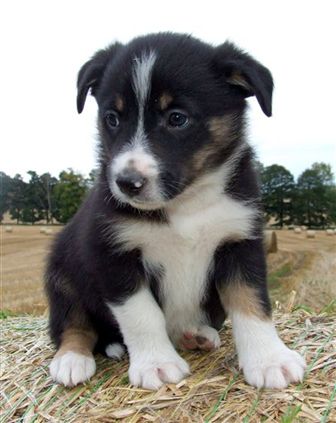 Click for large image