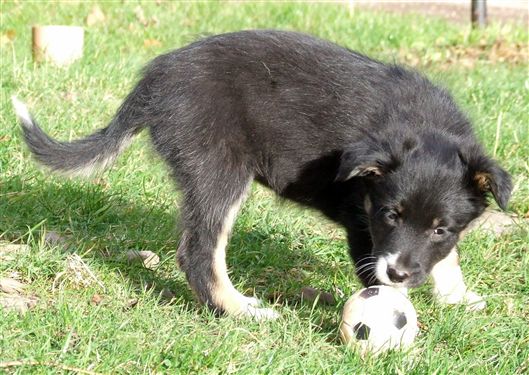 Click for large image