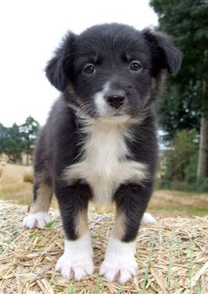 Click for large image