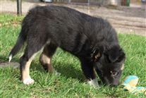 Click for large image