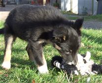 Click for large image