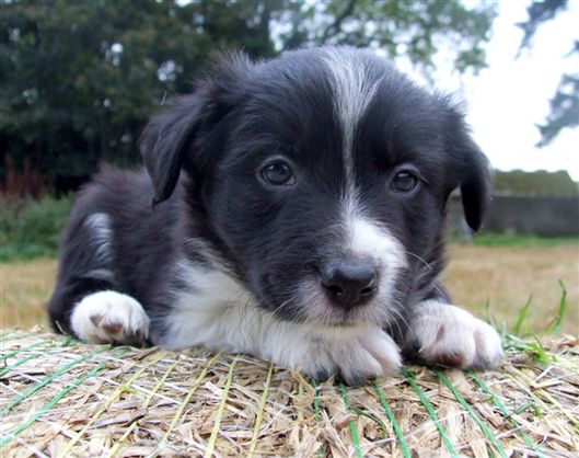 Click for large image