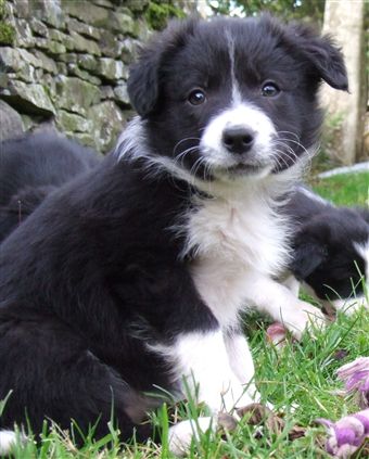 Click for large image