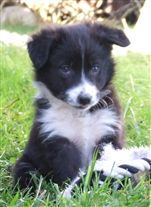 Click for large image