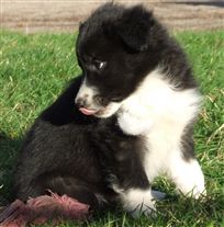 Click for large image