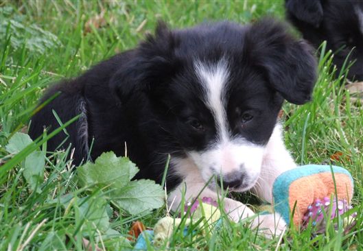 Click for large image