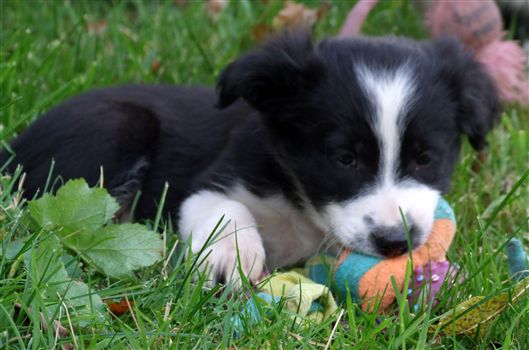 Click for large image