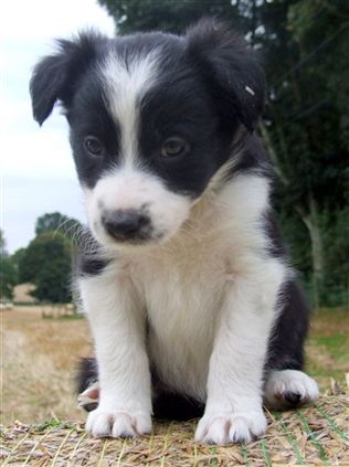 Click for large image