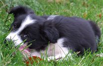 Click for large image