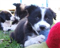 Click for large image