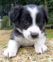 Click for large image