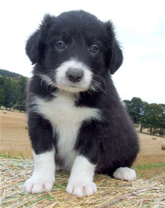 Click for large image