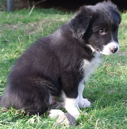 Click for large image