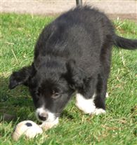 Click for large image