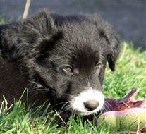 Click for large image