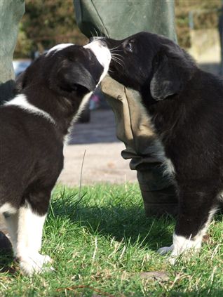 Click for large image