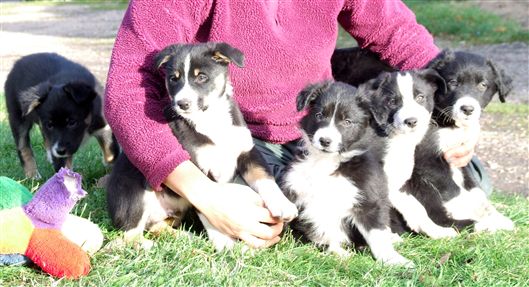 Click for large image