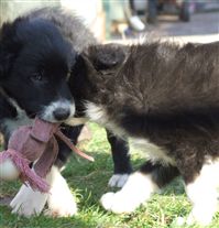 Click for large image