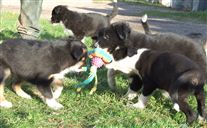 Click for large image