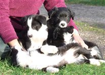 Click for large image