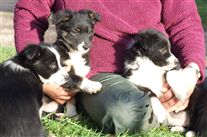 Click for large image